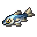 Anchovy