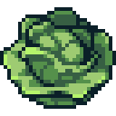 Cabbage