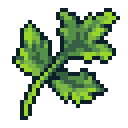 Cilantro