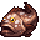 Dusky Grouper