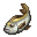 Gilt-Head Bream