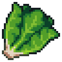 Lettuce