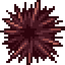 Sea Urchin