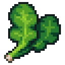 Spinach